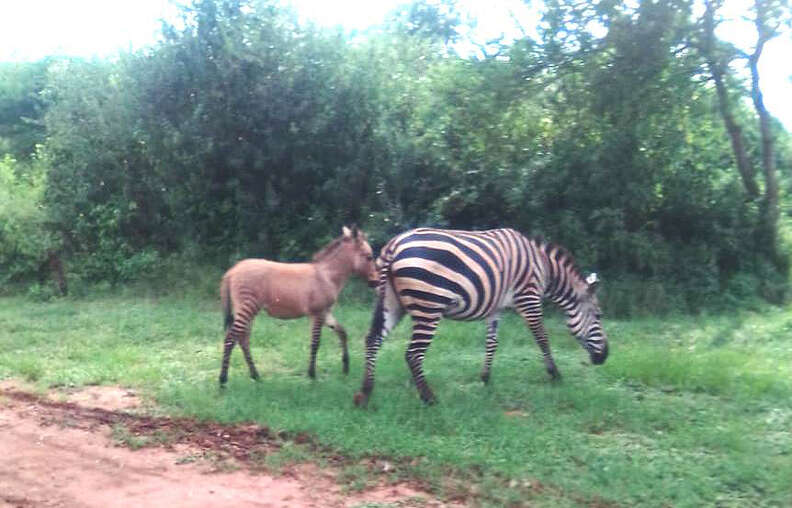 zonkey