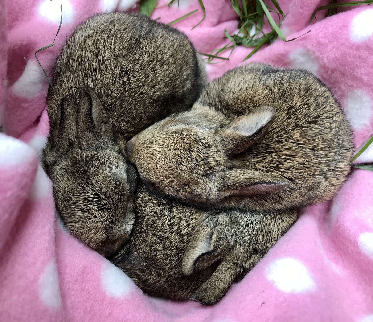 Baby Rabbits Fall Asleep In Shape Of Heart - The Dodo