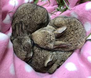 baby rabbits