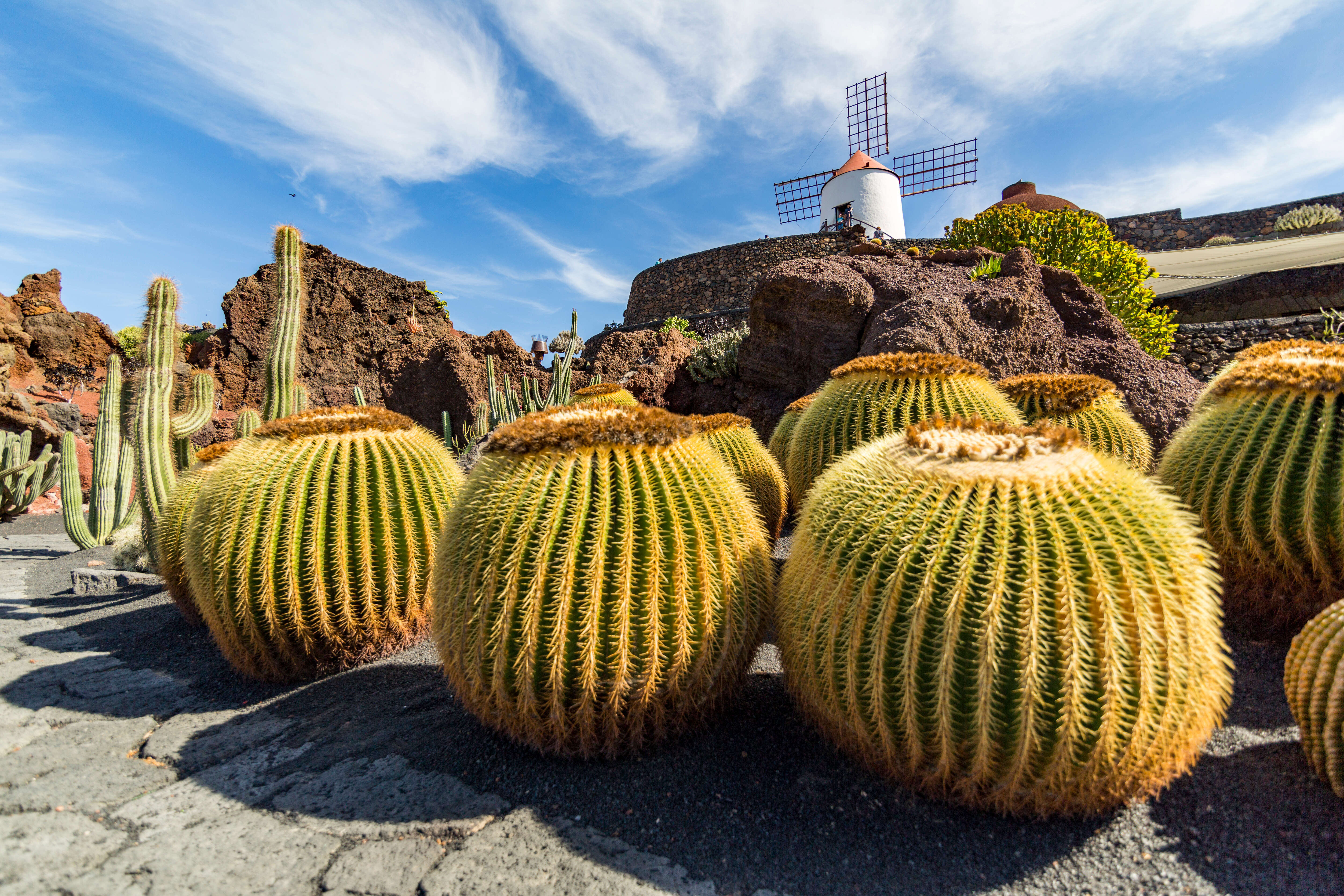 Cactus garden lanza