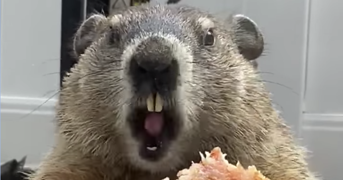 Groundhog Eating