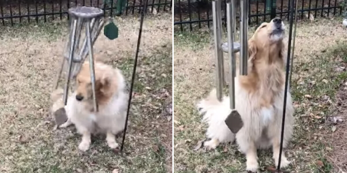 Dog Plays The Wind Chimes Every Day So She Can Sing Along