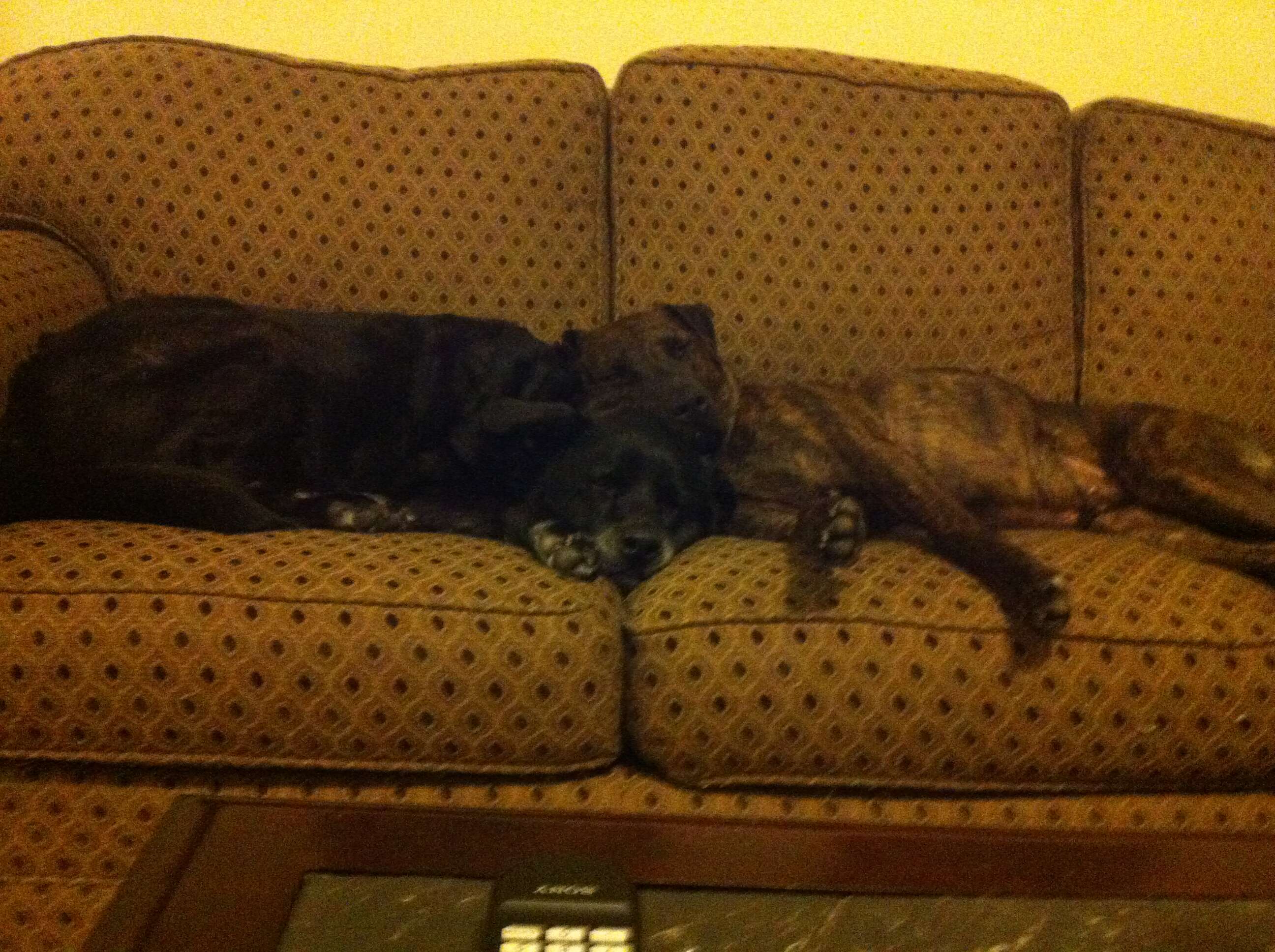 Pittie snuggles with his dog brother on the couch