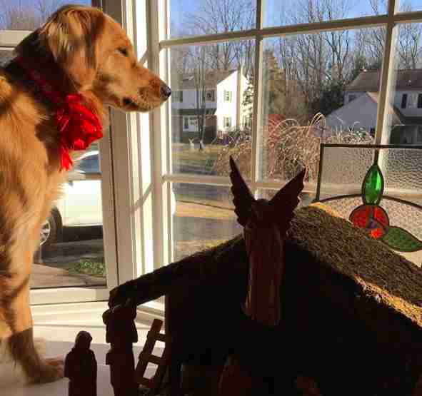 Winnie the dog waits for the mailman to arrive