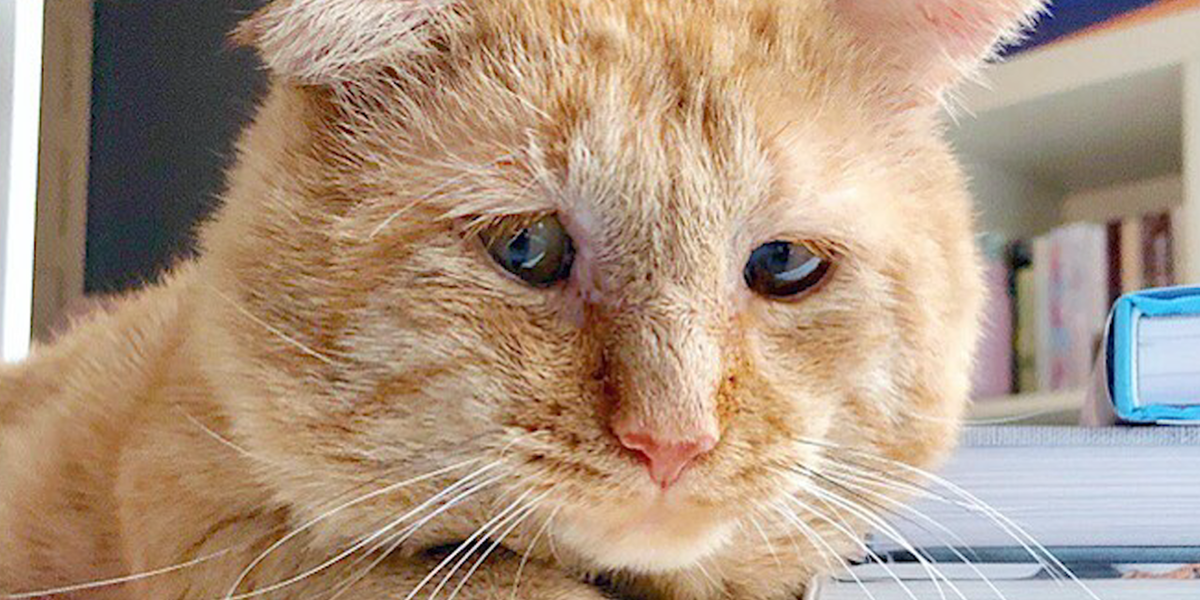 Sad Shelter Cat Gets Adopted And Purrs For The First Time - Videos ...