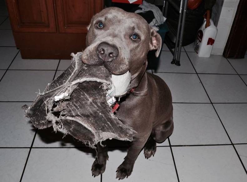 Sweet Pit Bull Invites Pregnant Stray Cat Into His House - The Dodo