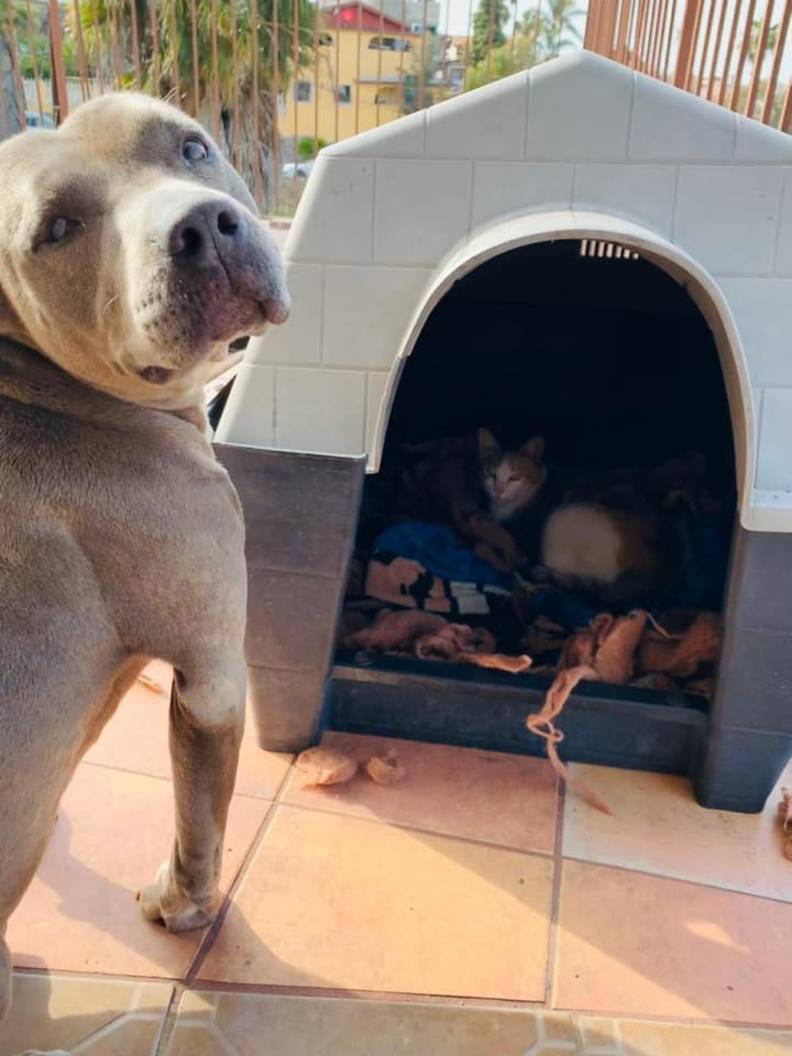 Pit Bull Invites Pregnant Stray Cat For Helping Her