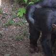 10 Chimps Touch Grass For The First Time