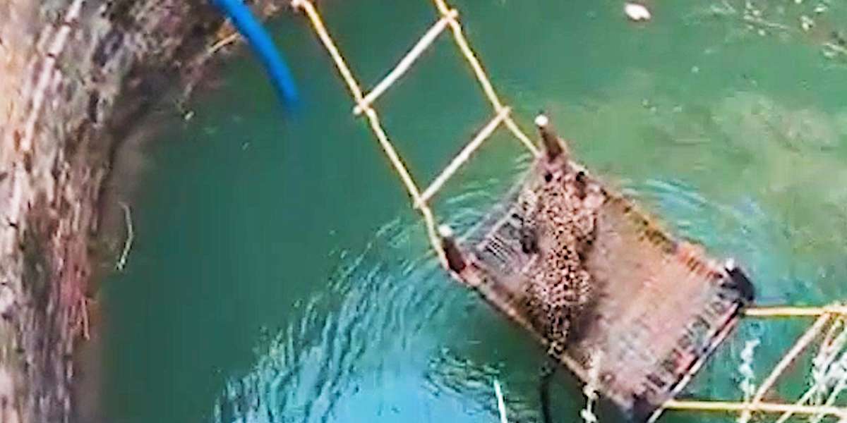 People Come Together To Save A Trapped Leopard - Videos - The Dodo