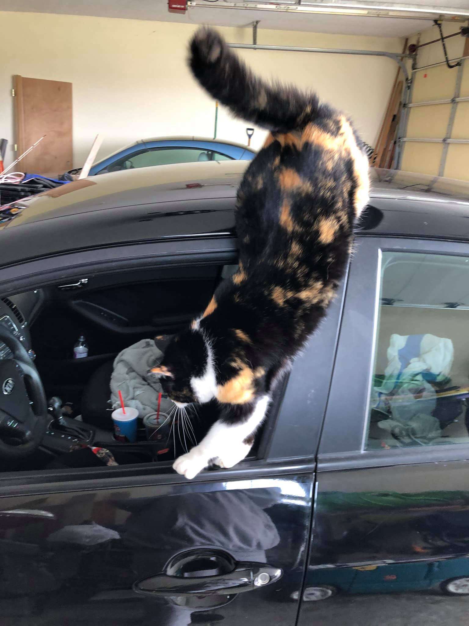 garage cat