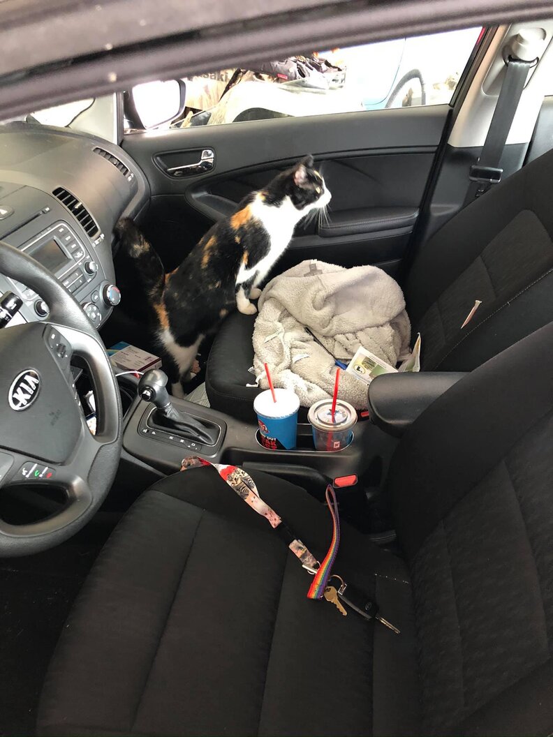 Cat Gets Stuck In Woman's Garage The Dodo