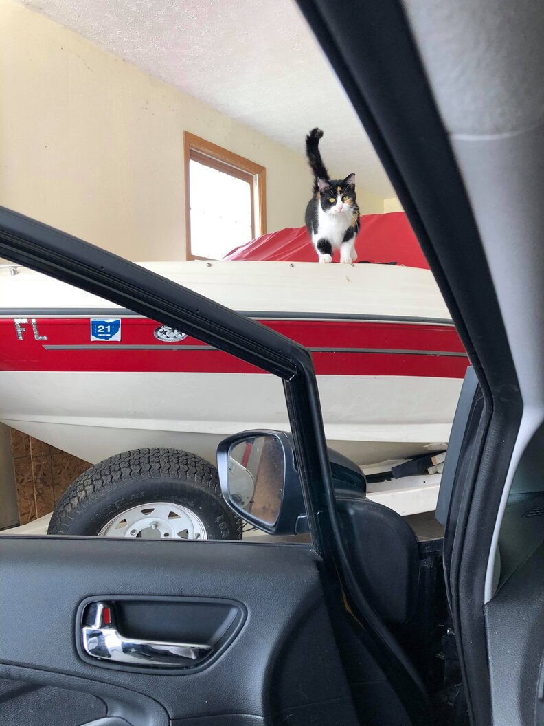 Cat Gets Stuck In Woman's Garage The Dodo