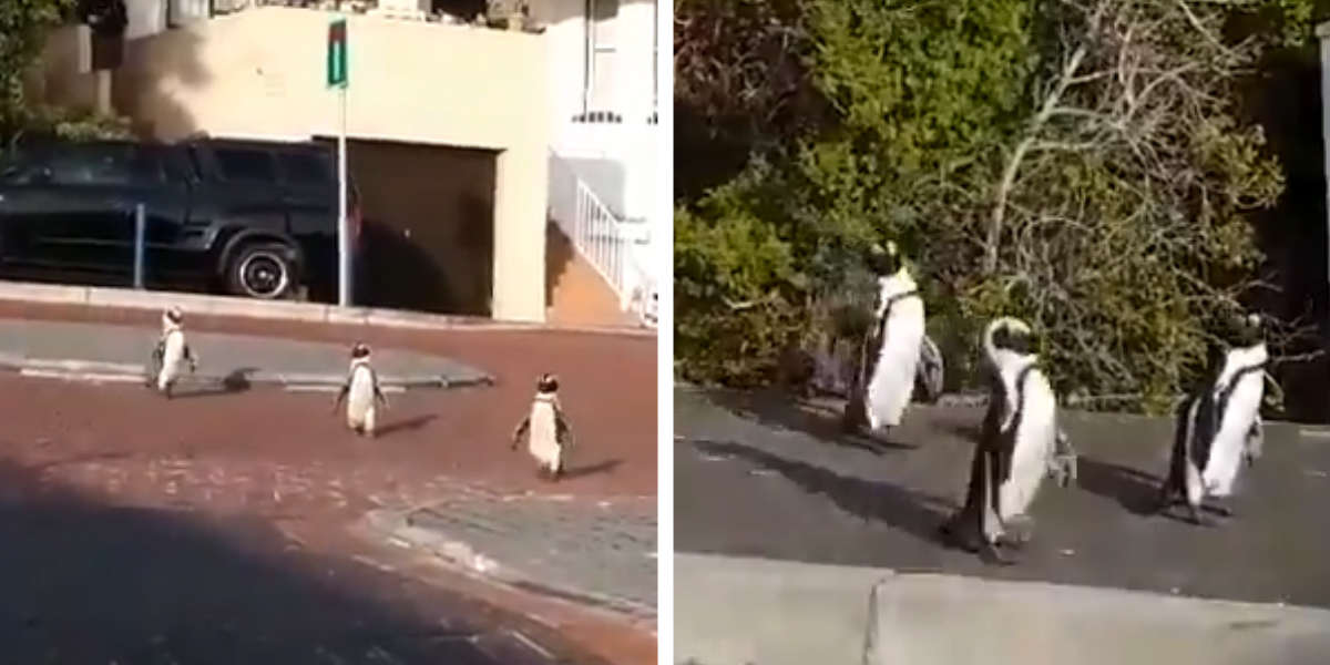 Wild Penguins Decide To Take Back The City During Lockdown - The Dodo