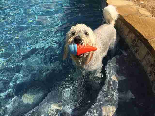 dog standing in pool