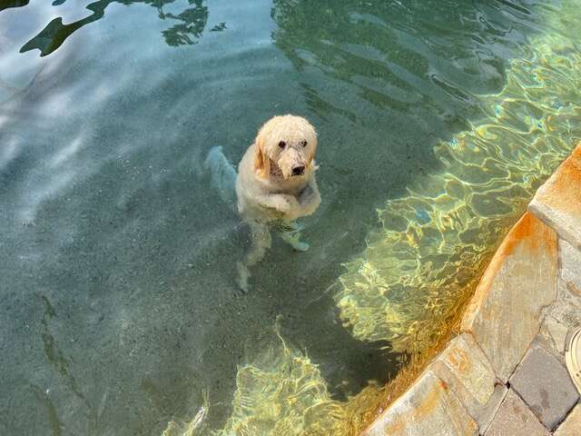 dog standing in pool