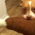 Pit Bull Gives All His Stuffed Animals To His Parents