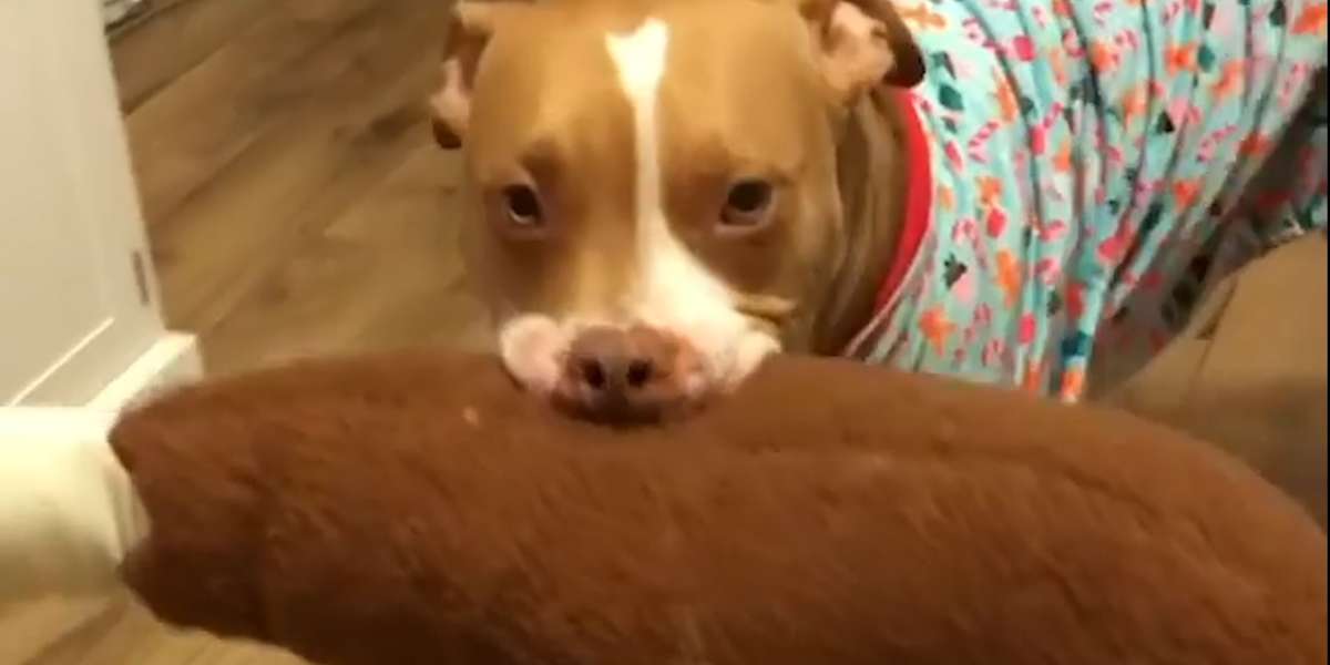 Pit Bull Gives All His Stuffed Animals To His Parents - Videos - The Dodo