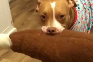 Pit Bull Gives All His Stuffed Animals To His Parents