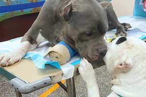 Bonded Pitties Who Lost Their Dad Are A Package Deal