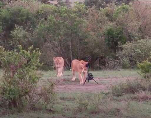Lioness steals camera