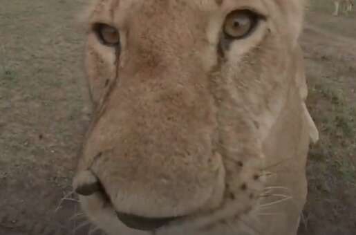 Lioness sinks teeth into virtual reality camera