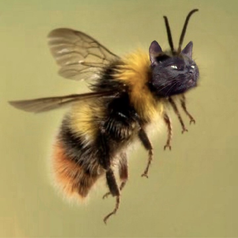 People Are Passing The Time By Photoshopping Cats Faces Onto Bees