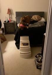 mom fixes dog's toy