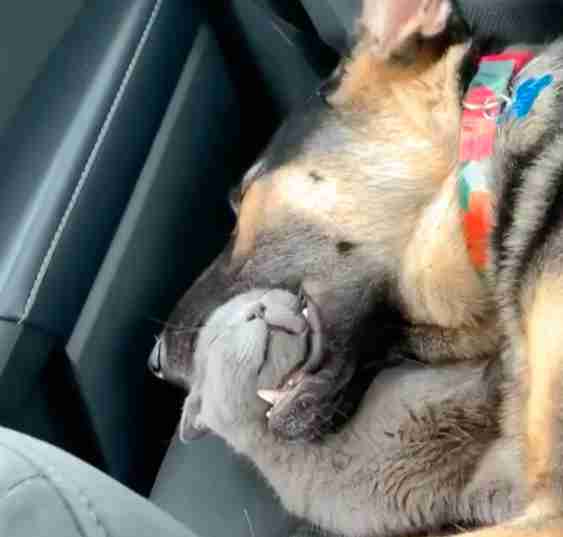 Cat falls asleep in dog's mouth