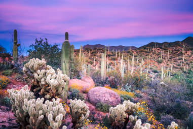 Saguaro National Park, Arizona