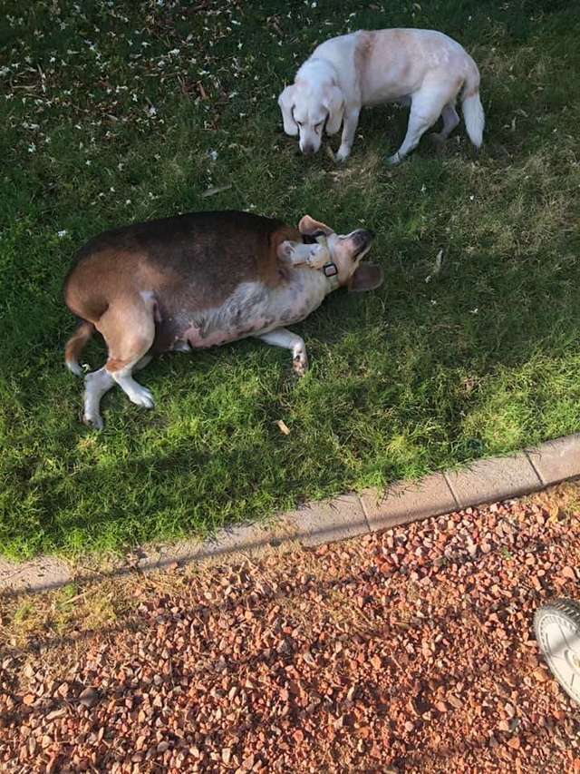 Wolfgang the obese beagle plays in the yard