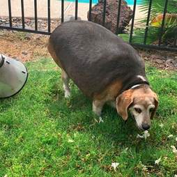 90-pound rescue beagle named Wolfgang sheds weight
