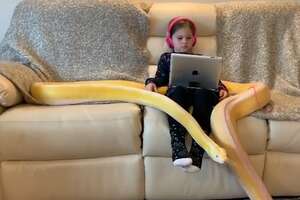 Little Girl Has Tea Parties With Her 16-Foot Python
