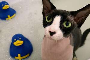 Cat Loves Water So Much, His Dad Gives Him Bubble Baths