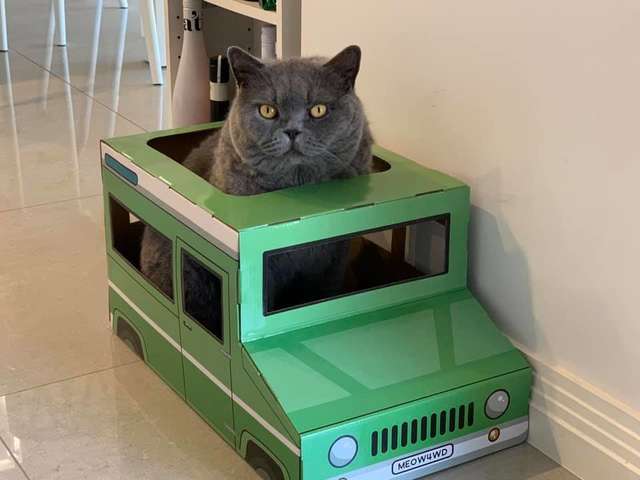 Cat Falls in Love with a Cardboard Jeep