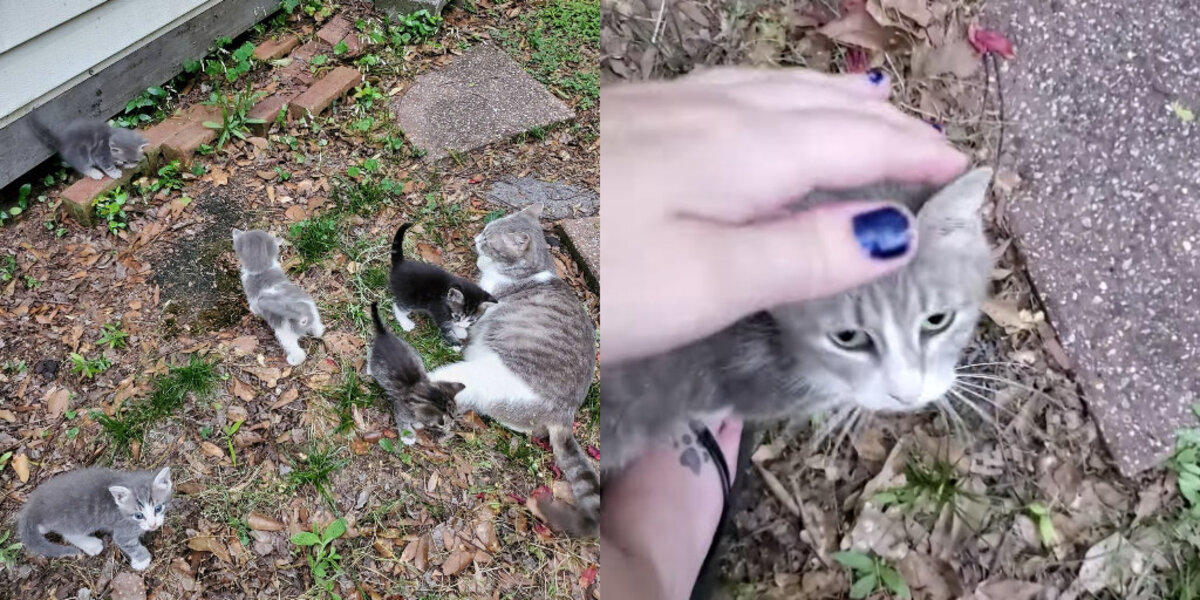 Feeding stray clearance kittens