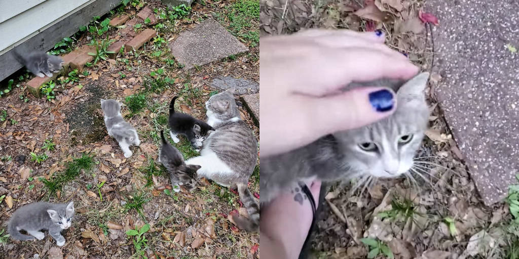 Family Took in Stray Kitten without Knowing They Needed Her Just