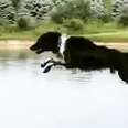 Dog Is Really, Really, Really Into Water