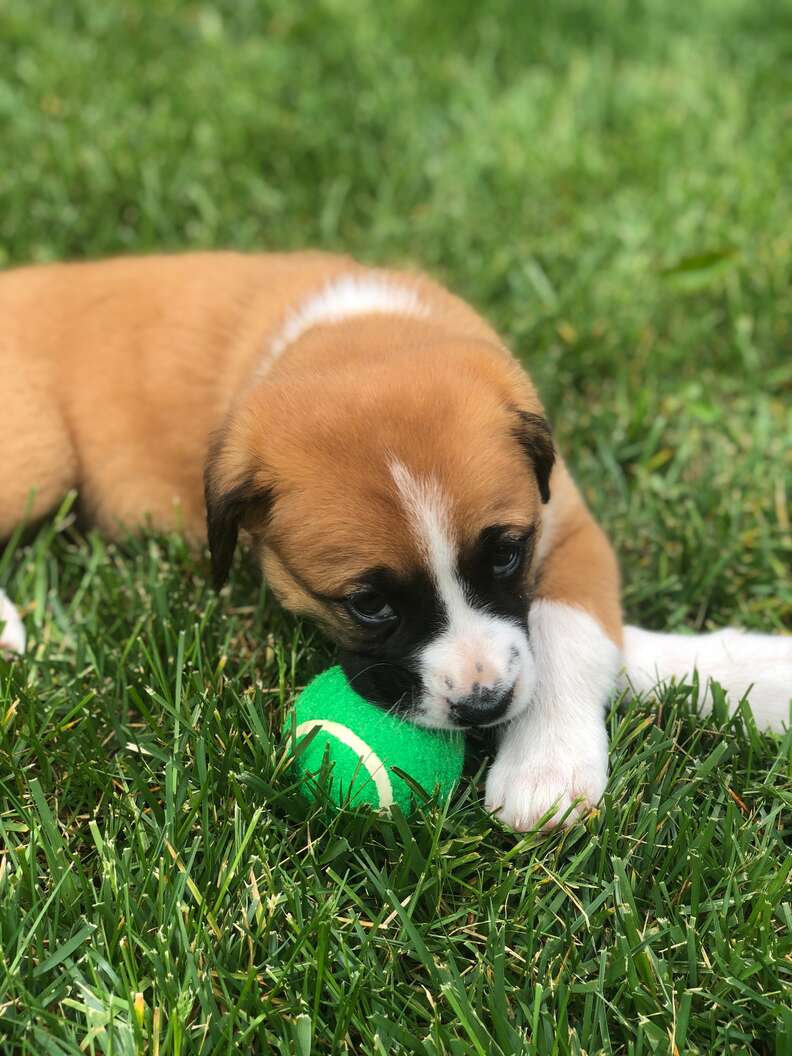 Dad surprises his son with a new puppy