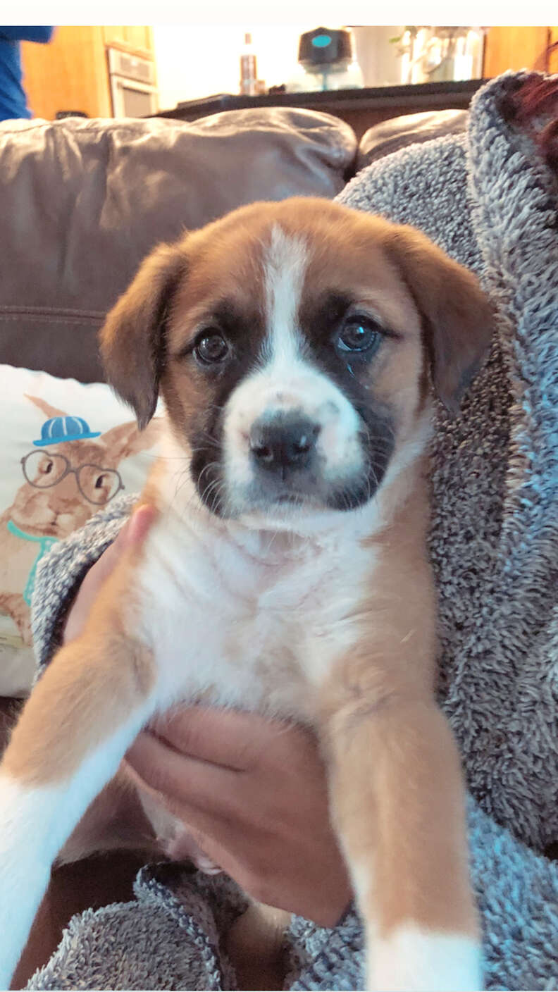 Boxer great discount pyrenees mix puppies