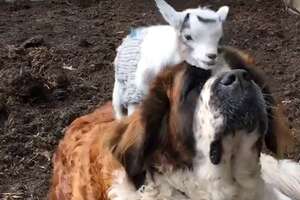Huge Dog Is So Patient With Her Little Goat Brother