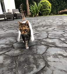 Cinnamon the cat wears her cashmere scarf