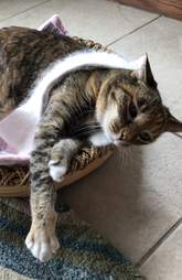 Cat Wears Her Little Scarf Everywhere She Goes The Dodo