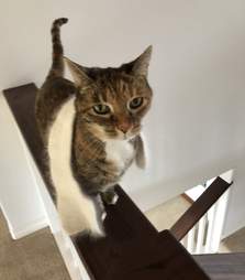 Cat Wears Her Little Scarf Everywhere She Goes The Dodo