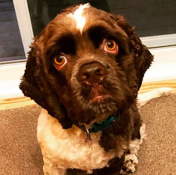 Dog Trains His Family To Give Him A Hug Goodbye When They Leave - The Dodo