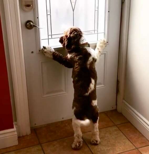 Dog waits to give welcome home hugs