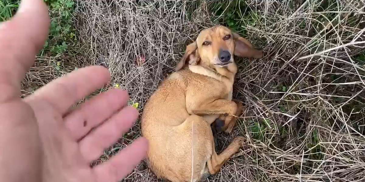 Dog Takes Himself To Shelter To Get Rescued Videos The Dodo