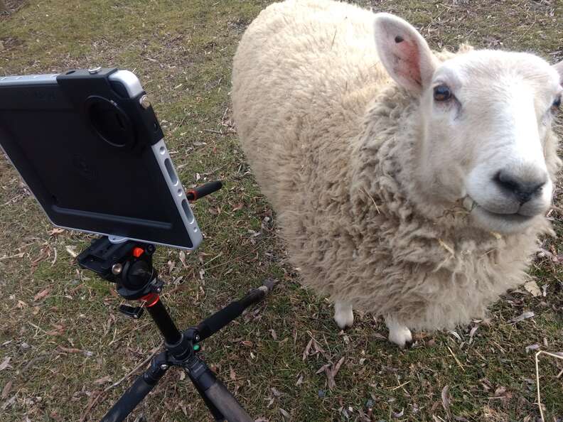goats on zoom calls