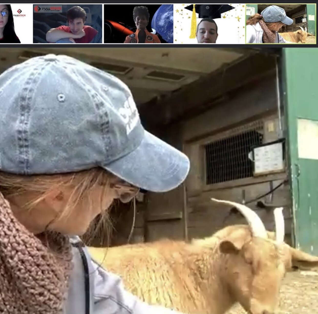 goats on zoom call