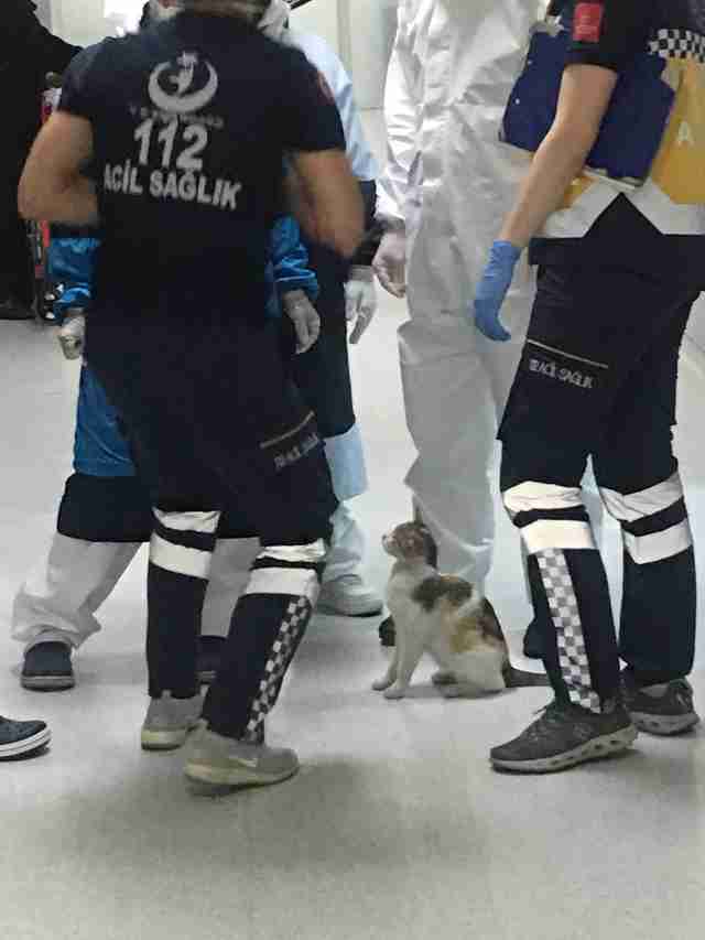 Hospital staff rushes to help a stray cat and her kitten