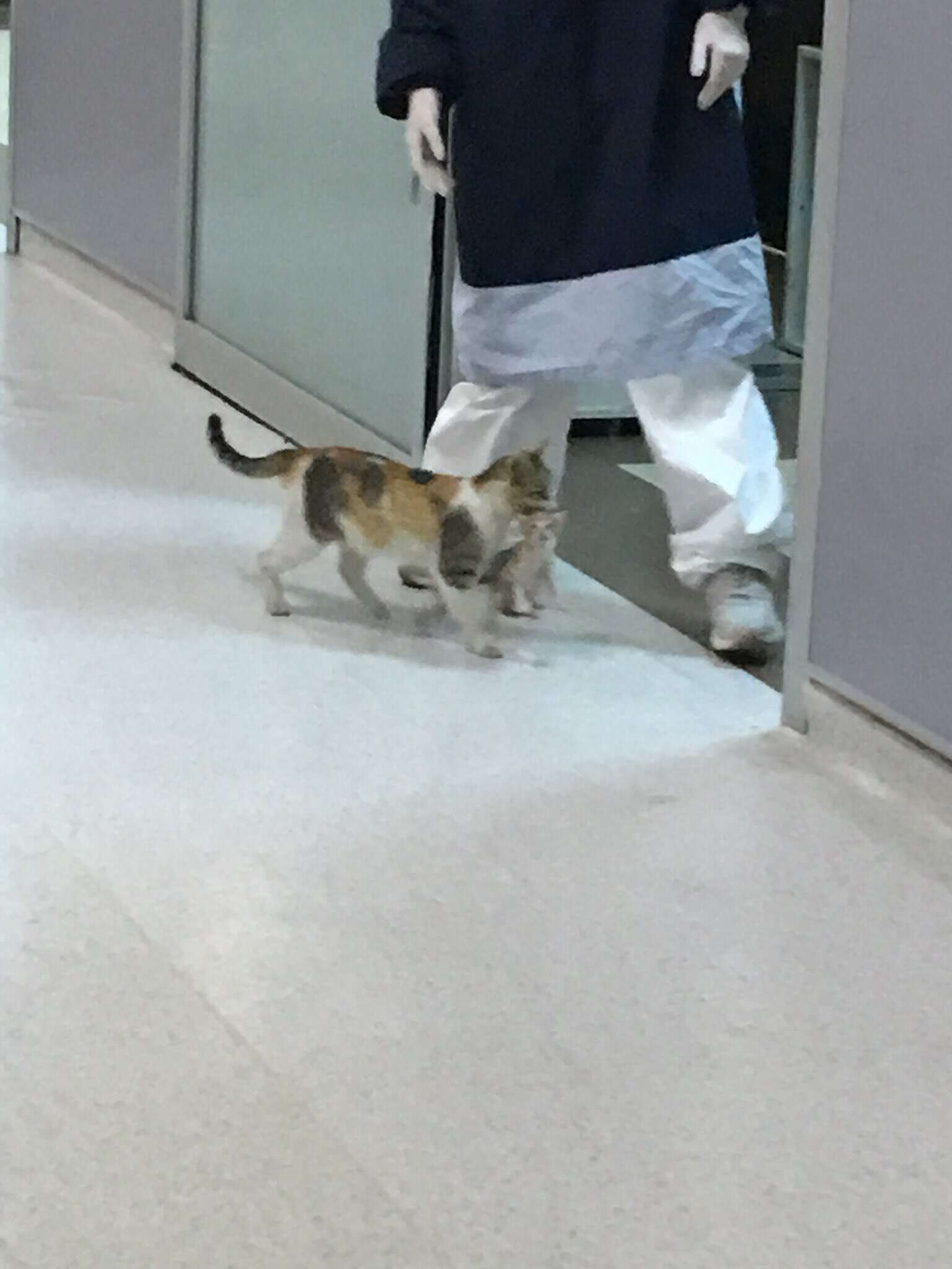 Stray cat brings her baby to Turkish hospital